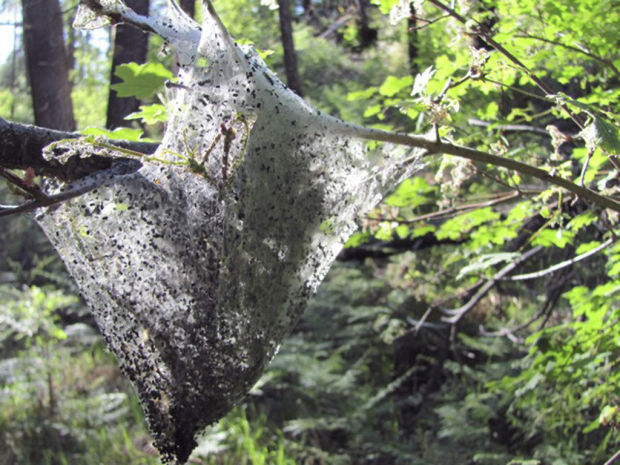 Caterpillars pitch tents in sci-fi-like numbers